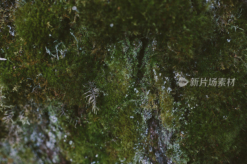 天然苔藓墙