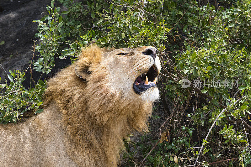 狮子标志着他的领地，非洲