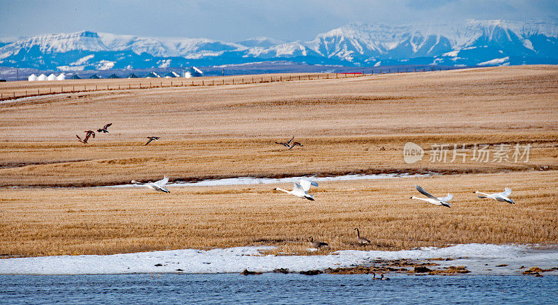 迁徙路线上的谷茬冻原天鹅