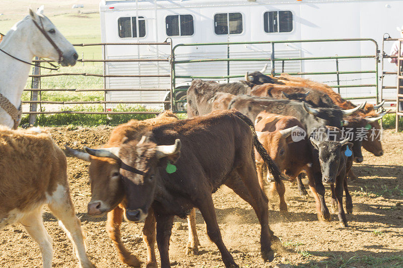 美国犹他州盐湖城的圣塔昆山谷放牧牛、牛、小牛肉