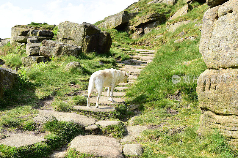 和一只拉布拉多寻回犬在皮克区徒步旅行