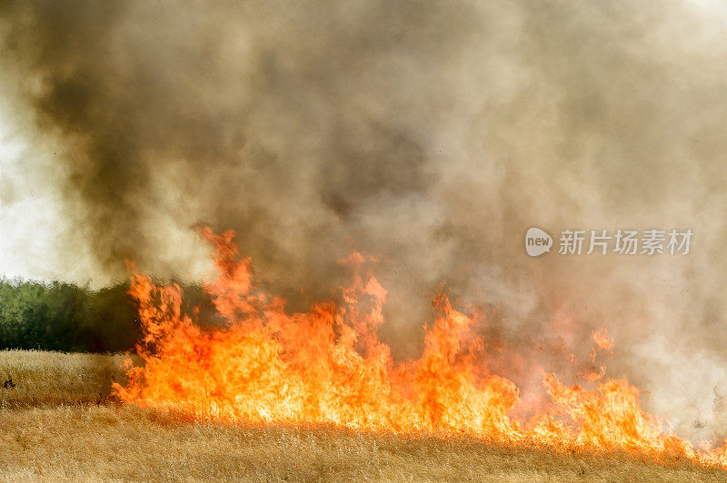 农村农场附近草地野火燃烧产生的烟雾和火焰