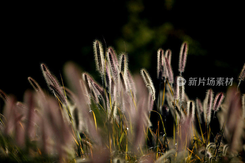 野外开花植物特写