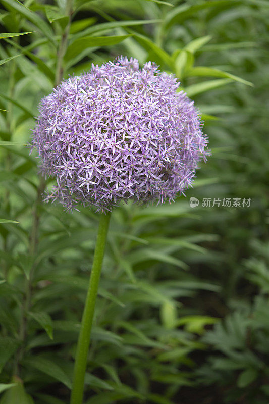 装饰性的洋葱