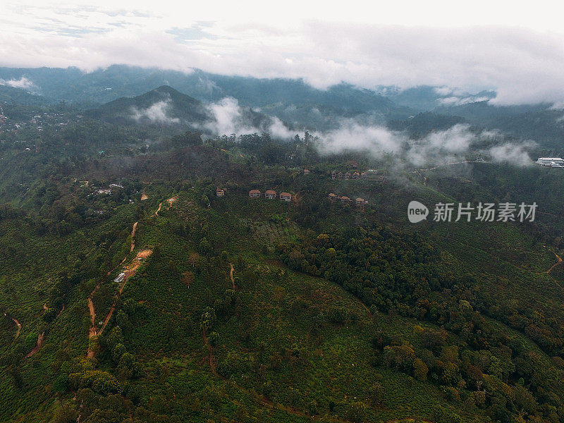 喀拉拉邦穆纳尔的茶园