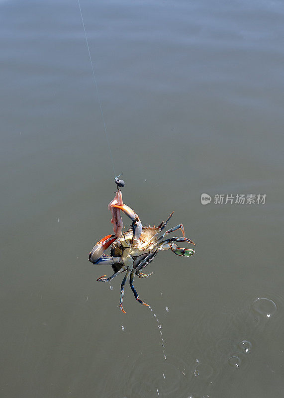 青蟹钓鱼