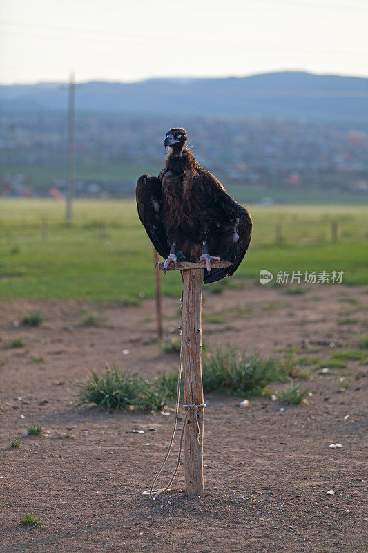 蒙古的秃鹫