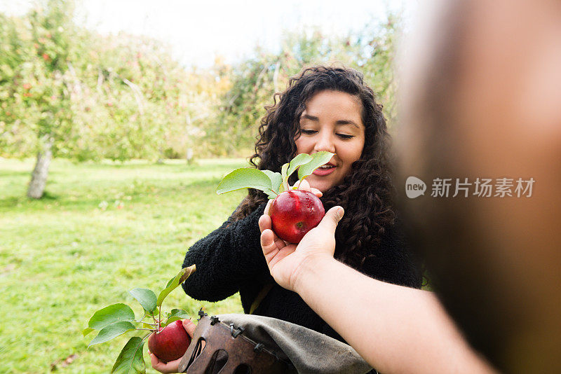 美国纽约州北部的西班牙裔千禧一代摘苹果