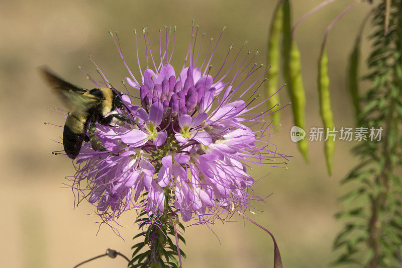 大黄蜂，蜜蜂，植物花，落基山，兵工厂国家野生动物保护区科罗拉多州