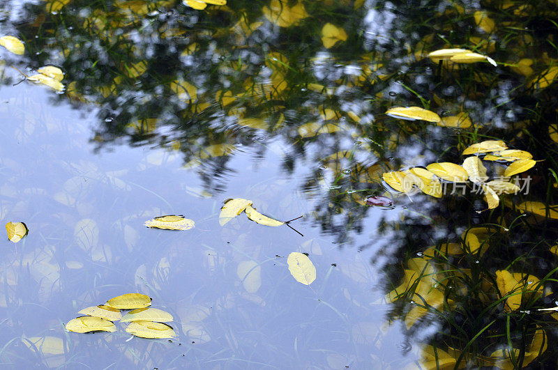 秋天黄叶落在水里