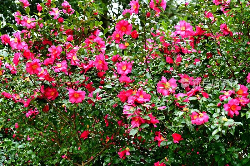 山茶花油茶花