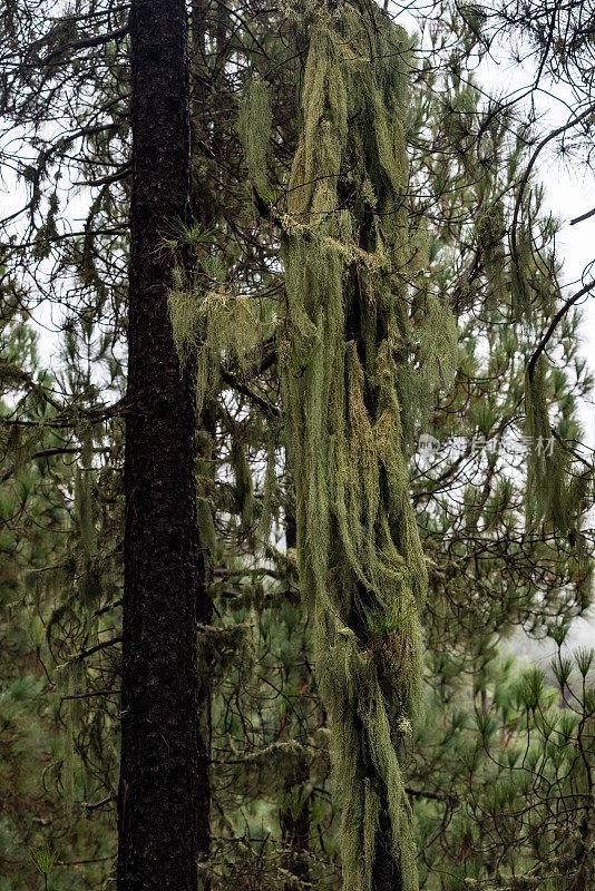 在大加那利岛的一棵松树上