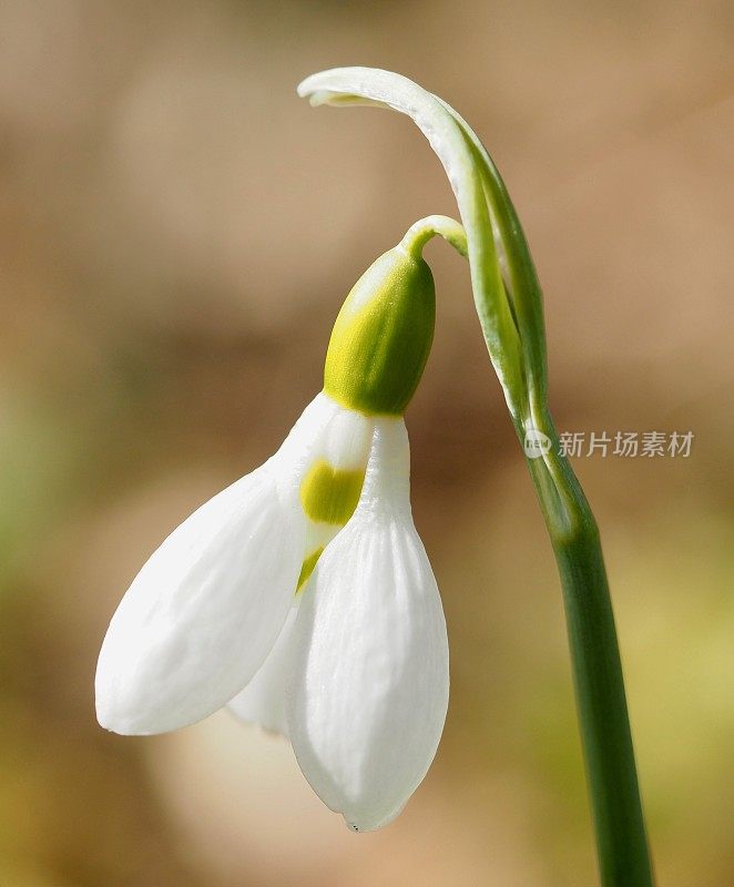 一个雪花莲