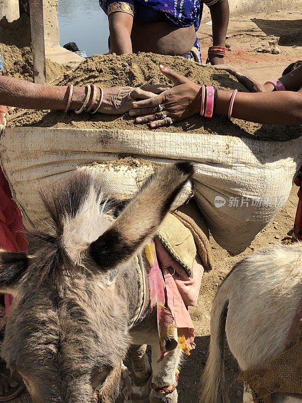 在印度，干活的驴驮着沉重的泥土，印度女农民驮着驴驮着泥土，体力劳动和虐待动物的照片