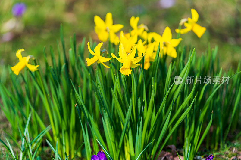 水仙花在春天