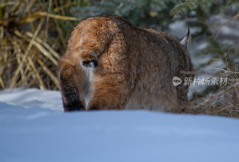 山猫猎兔子