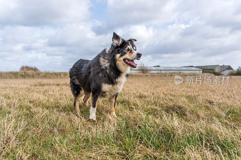 边境牧羊犬站在草地上