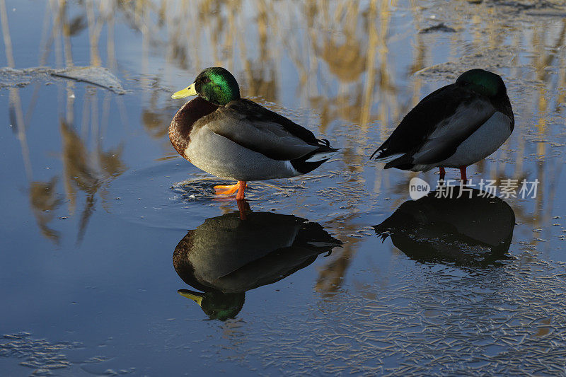 两只野鸭站在萨里郡米查姆池塘的冰上