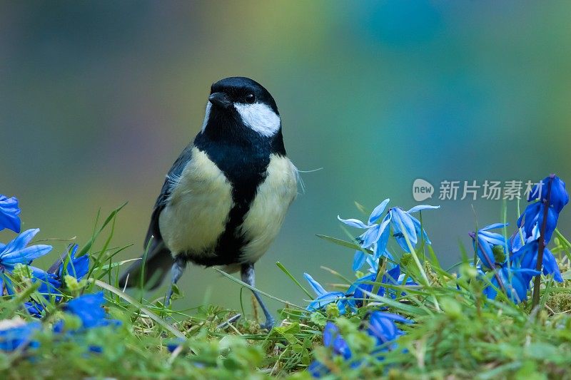 春季大山雀