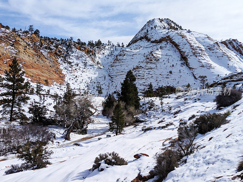 松树和融化的雪在红色的悬崖峭壁沿着风景优美的道路在锡安国家公园附近的棋盘Mesa