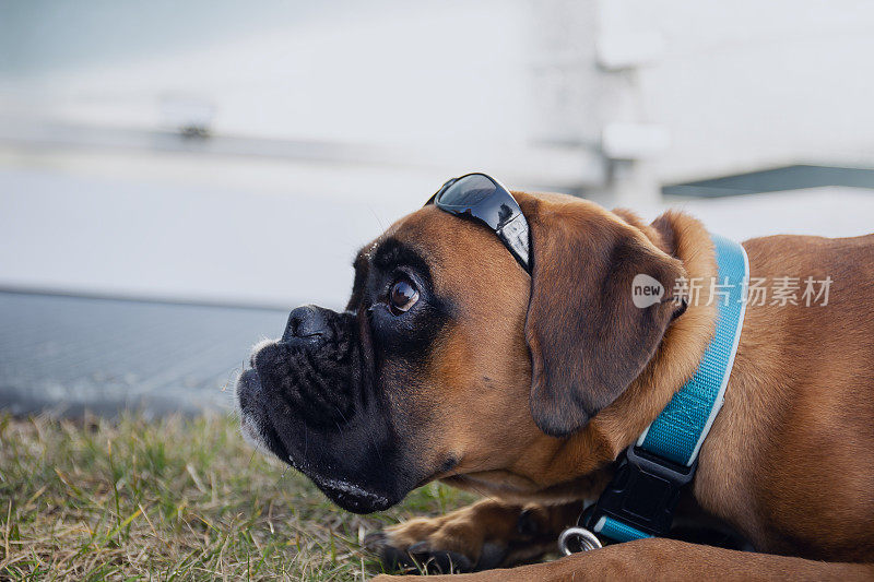 戴着太阳镜的拳师犬躺在草地上。