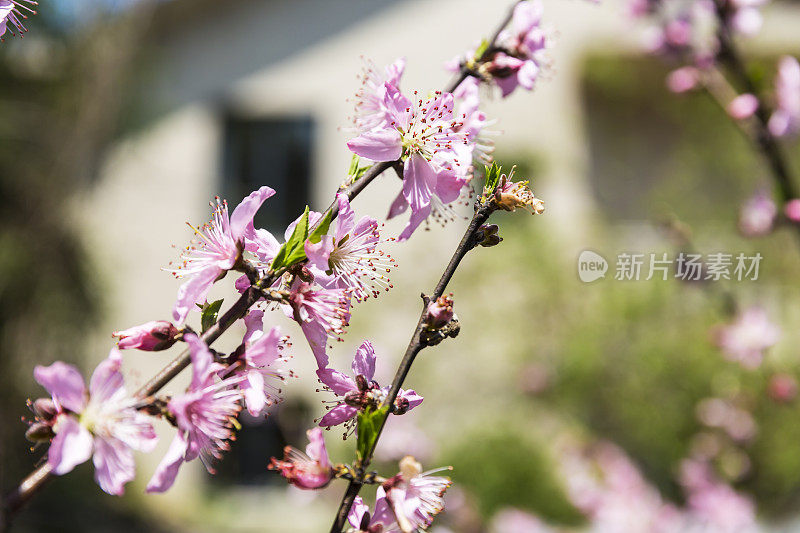 桃花