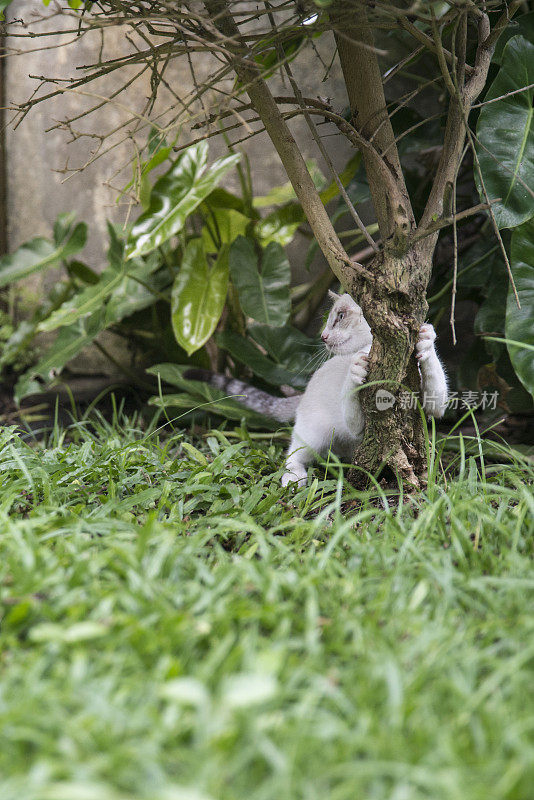 小白猫在树上磨爪子