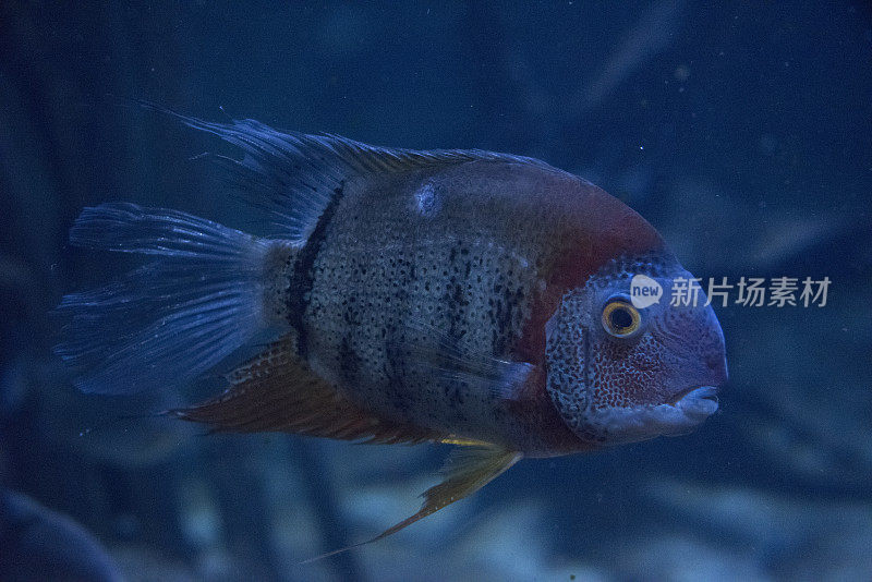 红色承担Severum