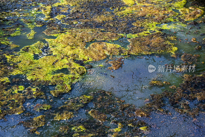 沼泽背景洪积平原(龙戈兹)森林，布尔萨，卡拉卡贝，土耳其