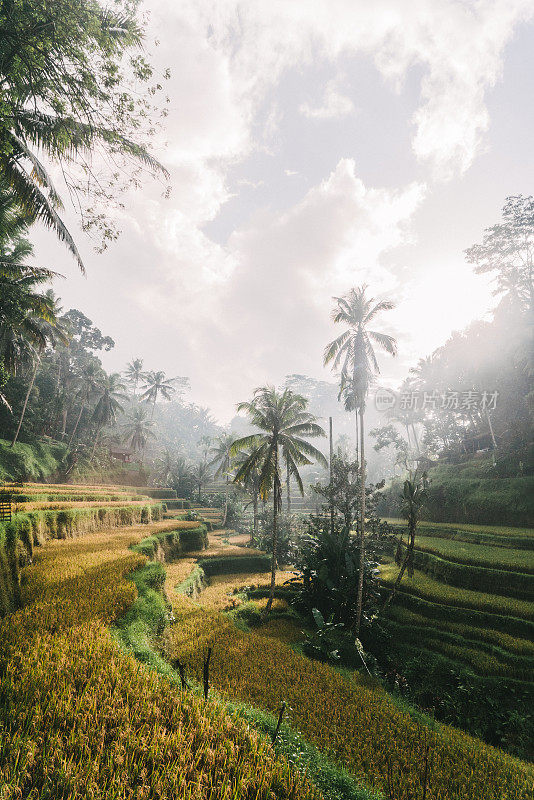 印尼巴厘岛的Tegallalang稻田风景