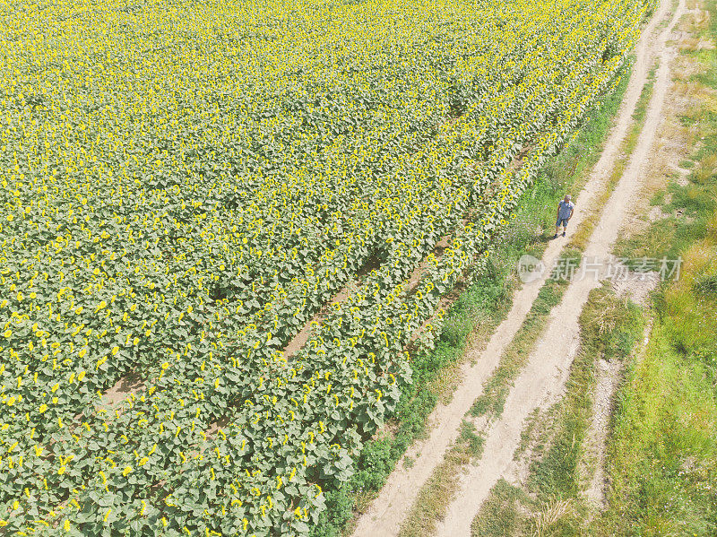 快乐的成年农民走在土路旁边，他的丰富的农业田黄色向日葵。鸟瞰图。