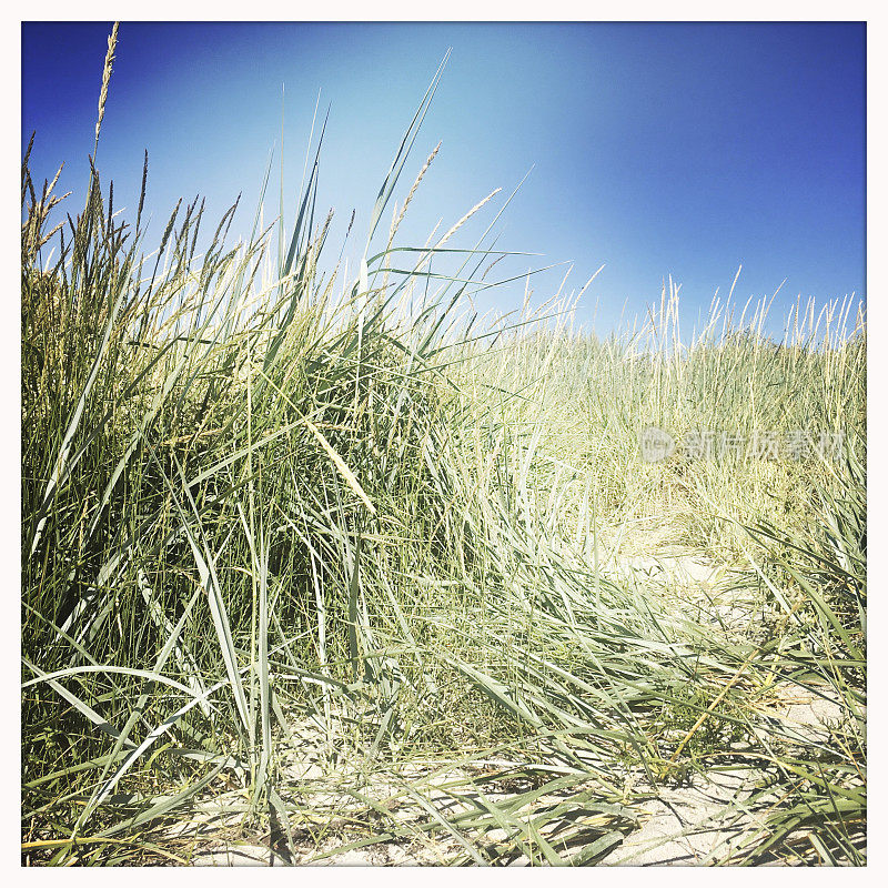 沙滩上的芦苇