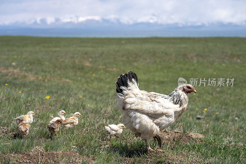 吉尔吉斯斯坦农村地区的鸡和小鸡