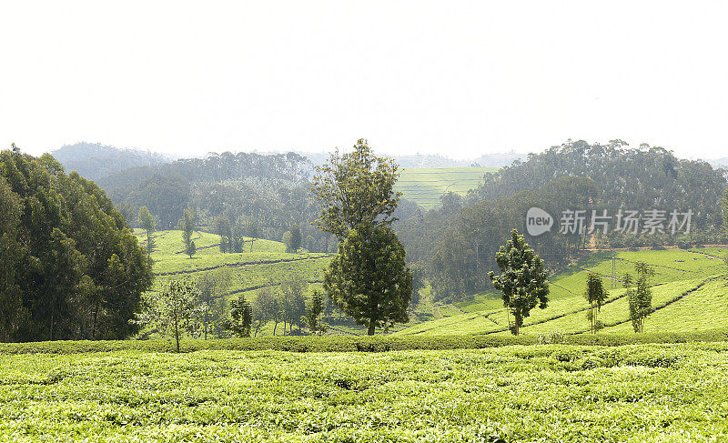 卢旺达靠近Nyungwe森林的茶园