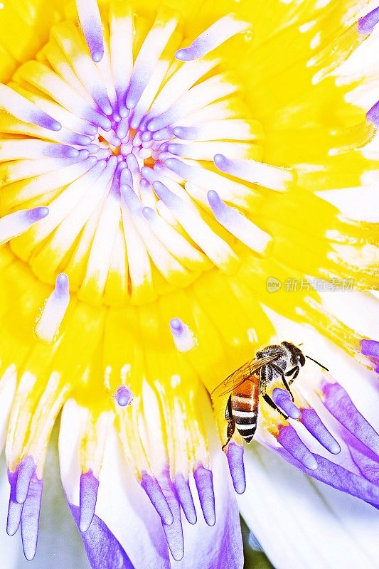 蜜蜂靠近了花朵的花粉。