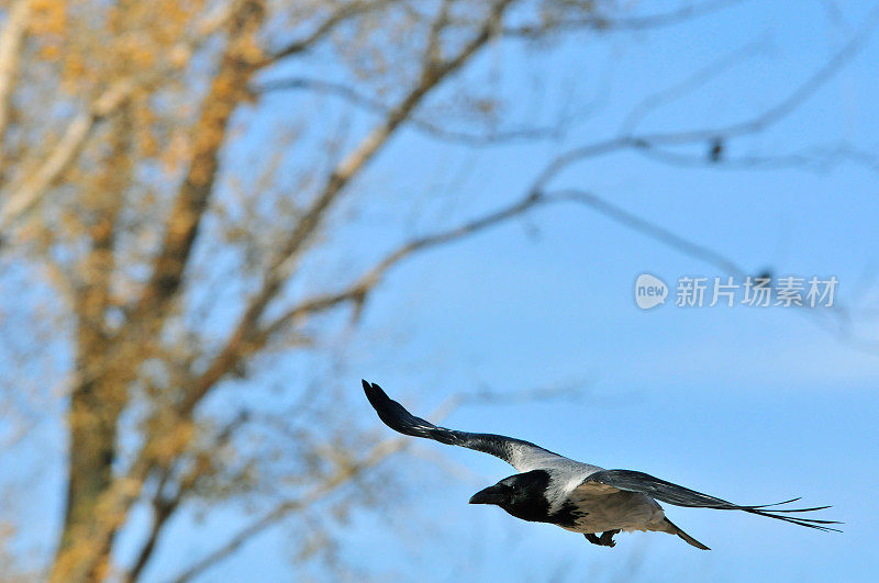 乌鸦在秋天的天空中飞翔。连帽乌鸦(lat。乌鸦)-乌鸦属的一种鸟类。
