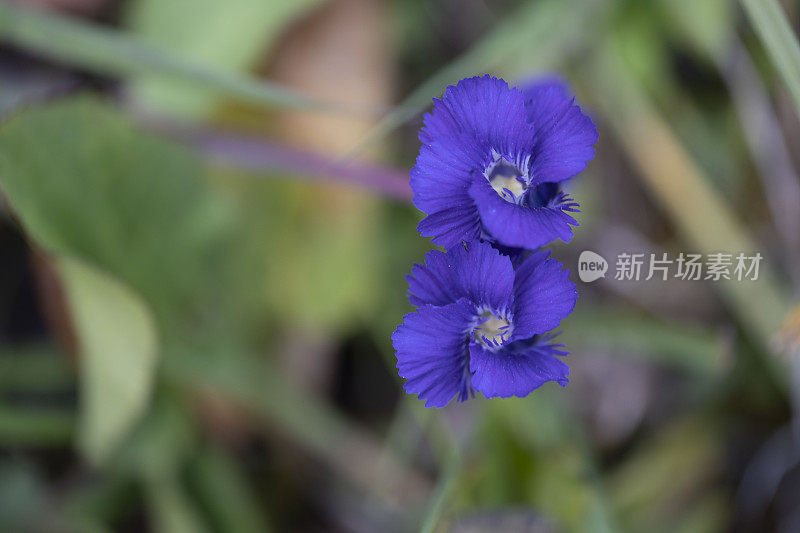 科罗拉多州的野花