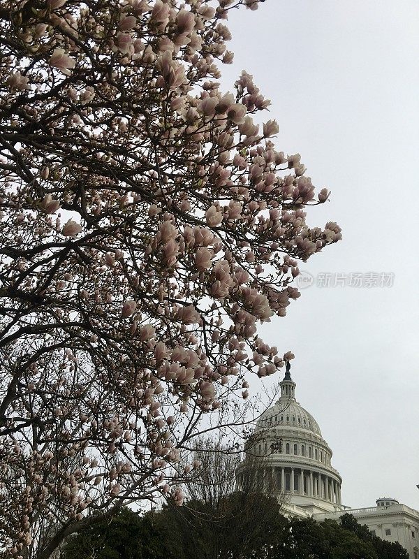 华盛顿特区国会山附近的樱花
