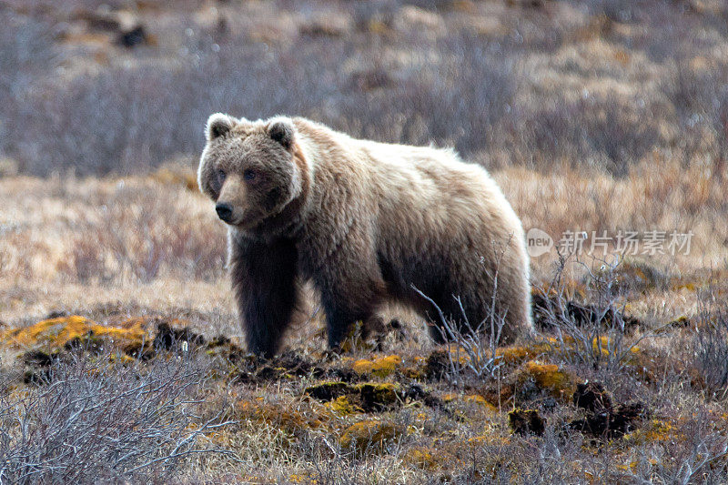 美国阿拉斯加的灰熊