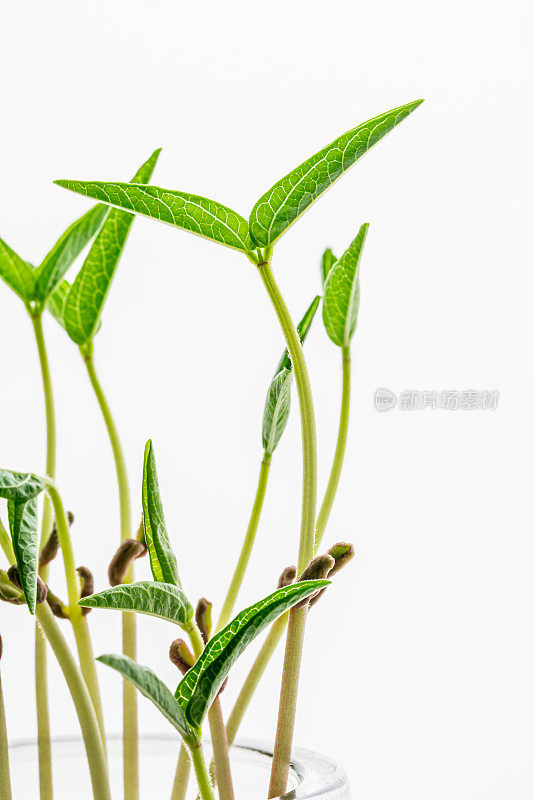 新鲜的绿色芽特写，健康的有机食品，绿色树苗工作室拍摄的白色背景