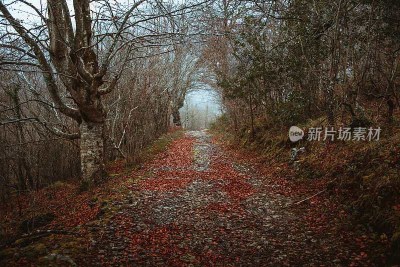 秋天的森林隧道