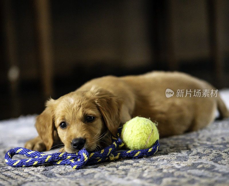 小狗和网球玩具躺在一起