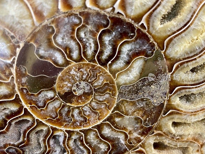 鹦鹉螺化石壳切成两半
