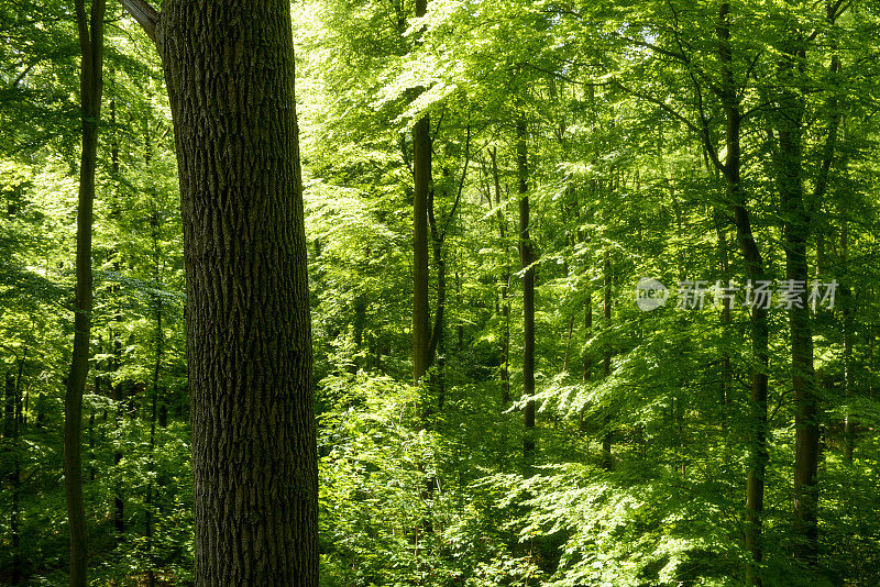 森林里有绿树和春天的阳光
