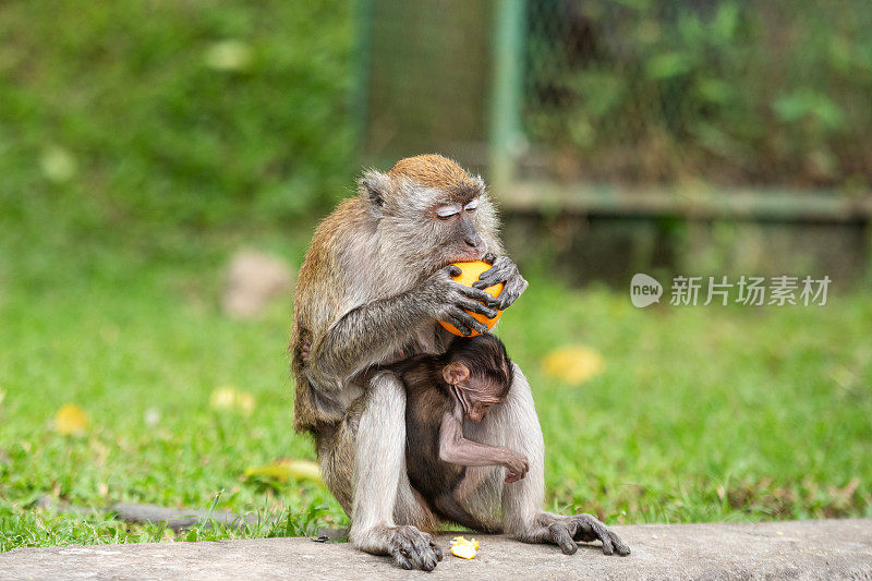 猴子妈妈和孩子吃橘子，马来西亚