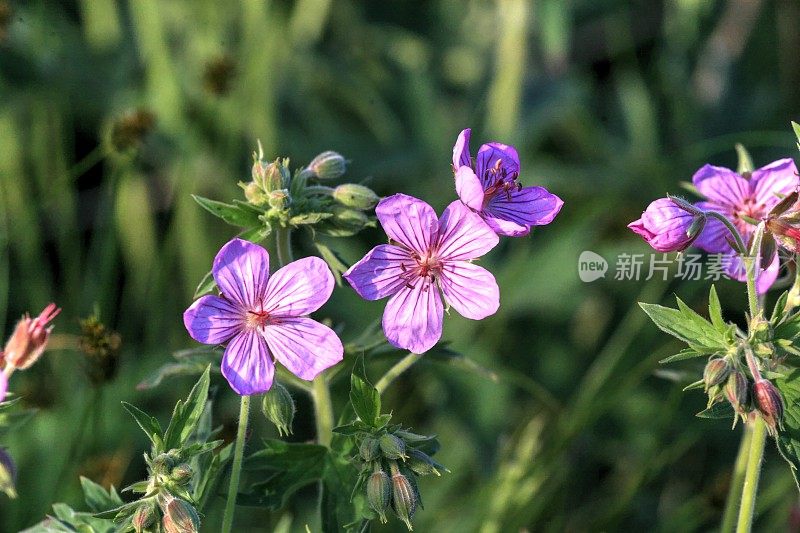 草原坡地上黏稠的天竺葵野花。