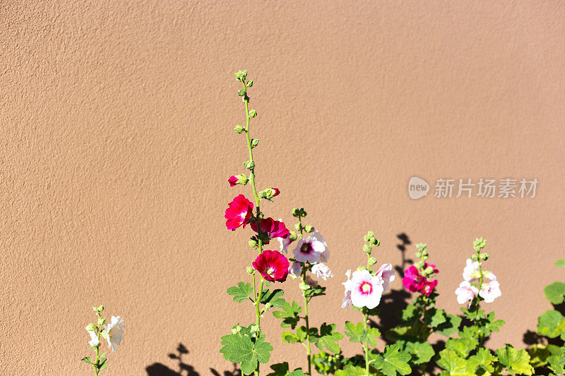 红白蜀葵映衬着棕色的土坯墙
