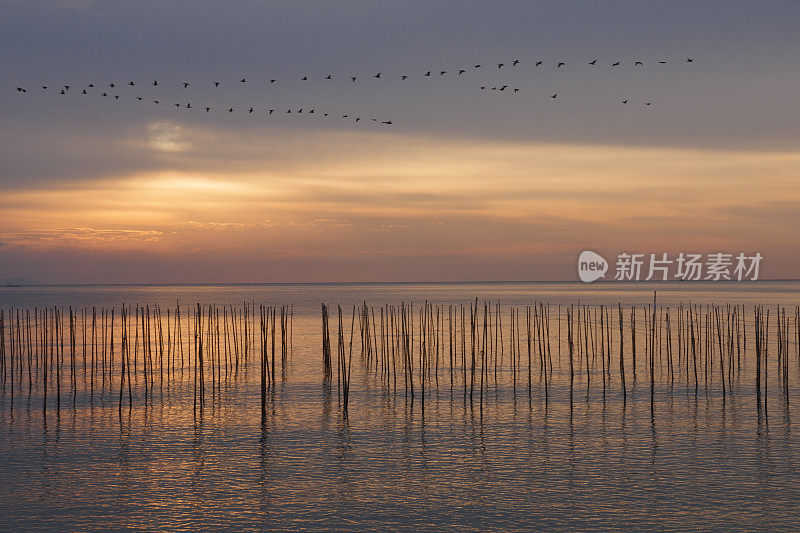 鸟儿们排成V字队形在清晨的海面上飞翔