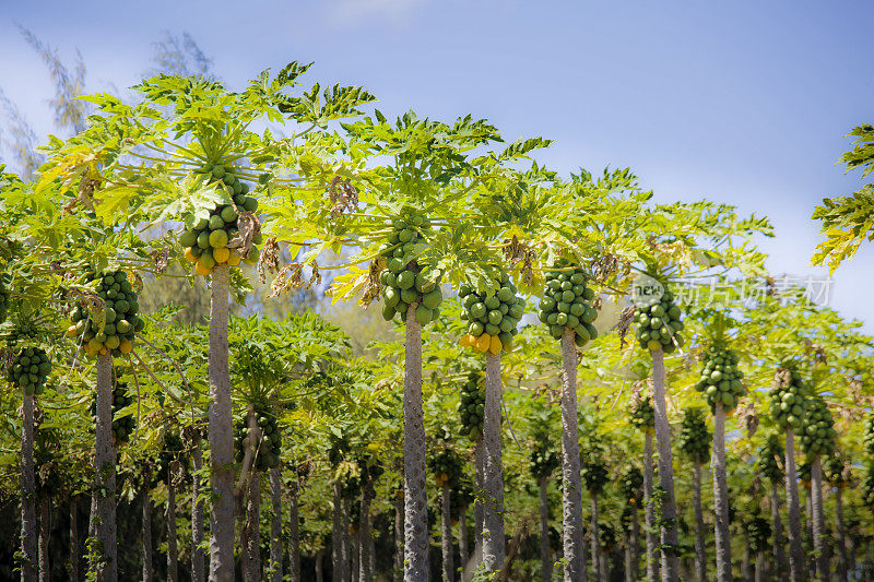美国夏威夷考艾岛Payaya农场的Payaya树