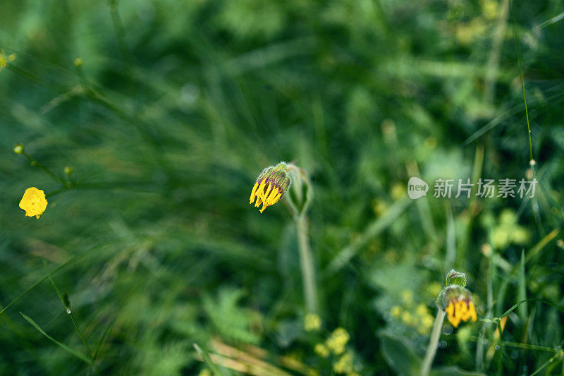 山金车的一种芽-菊科